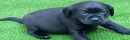 Labrador Retriever perros en venta: Camada de labradores  en Toledo - Anuncio 8
