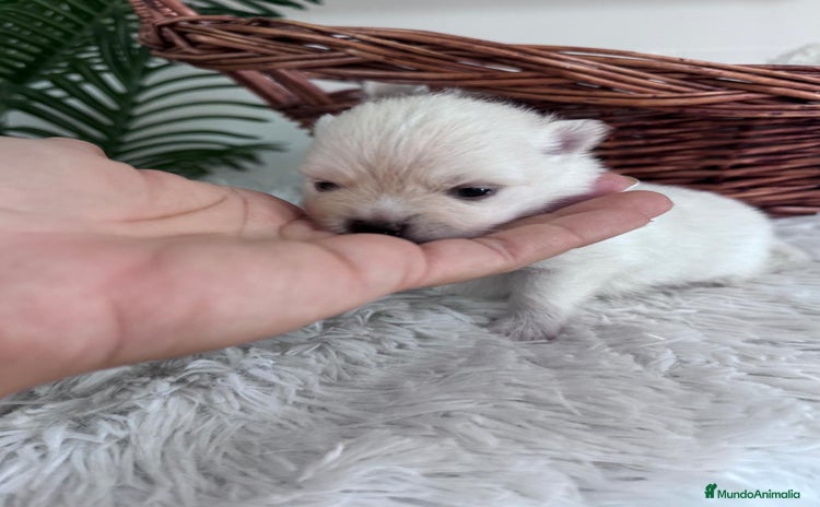 Pomerania perros - Anuncio 3