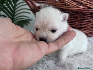 Pomerania perros - Anuncio 33