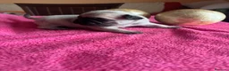 Carlino - Pug perros en venta: Cachorros de carlino  - Anuncio 5