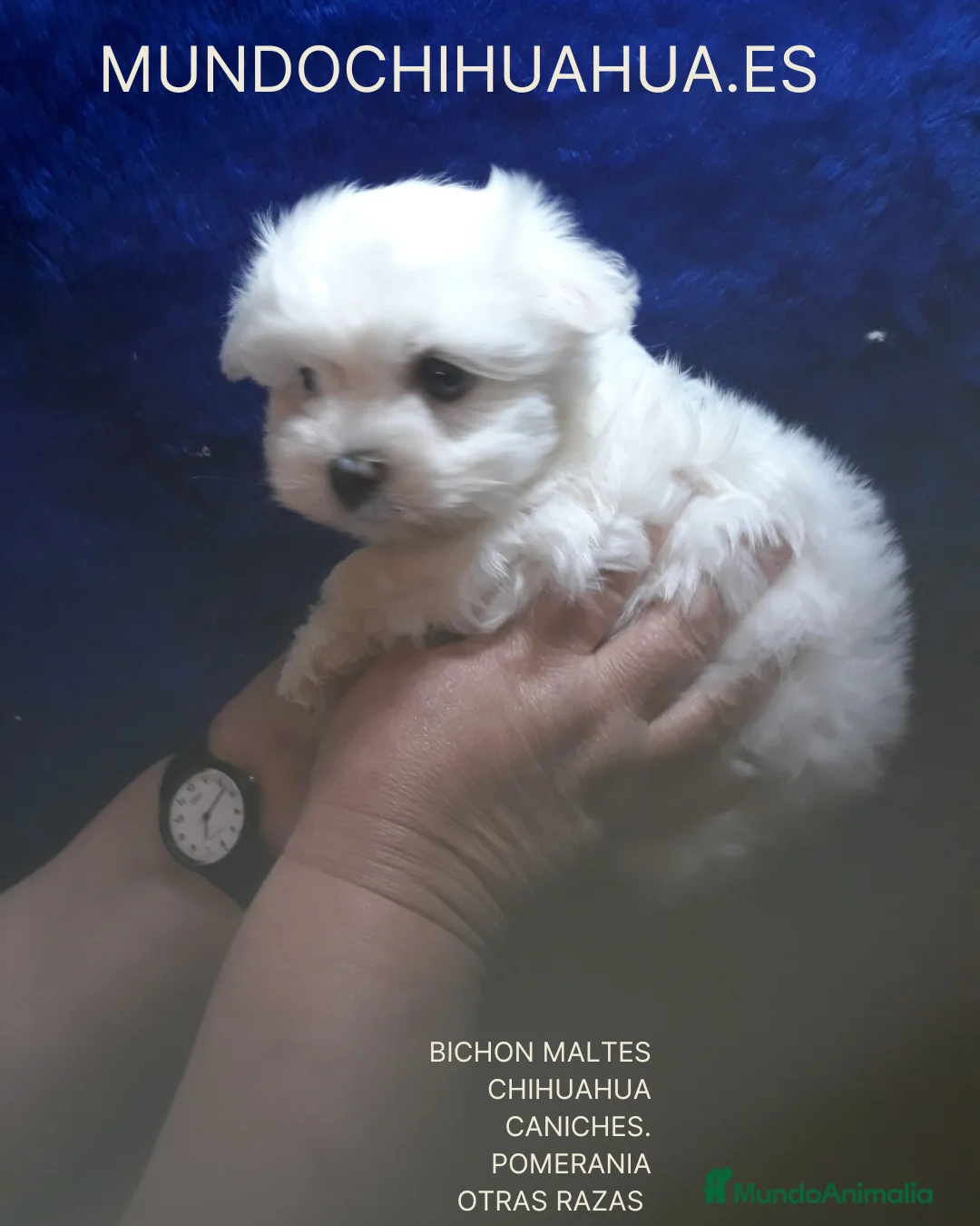 Bichón Maltés perros en venta:  BICHON MALTES  LINEA TOY   MUY CHATO - Anuncio 14