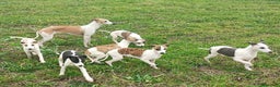 Whippet perros en venta: WHIPPET MACHO - Anuncio 2