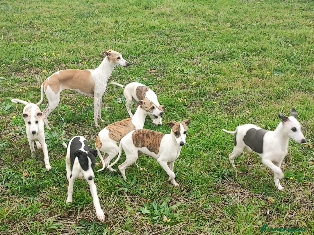 Whippet perros en venta: WHIPPET MACHO - Anuncio 2