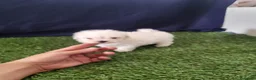 Bichón Maltés perros en venta: Bichón Maltés - Anuncio 4