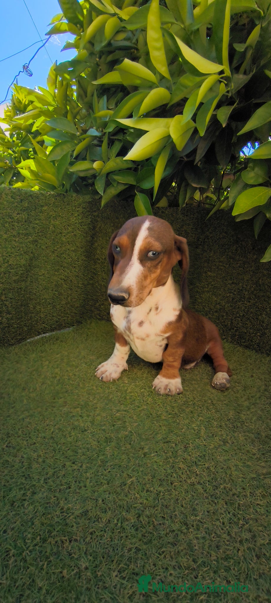 Teckel Miniatura perros teckel arlequin daple macho - Anuncio 12