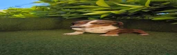 Teckel Miniatura perros en venta: teckel arlequin daple macho - Anuncio 1
