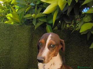 Teckel Miniatura perros teckel arlequin daple macho - Anuncio 12