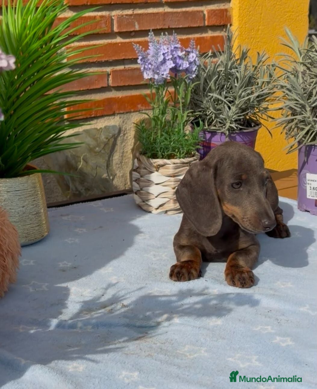 Teckel Miniatura perros Teckel mini gris - Anuncio 2