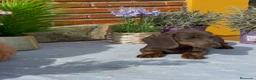 Teckel Miniatura perros en venta: Teckel mini gris - Anuncio 1