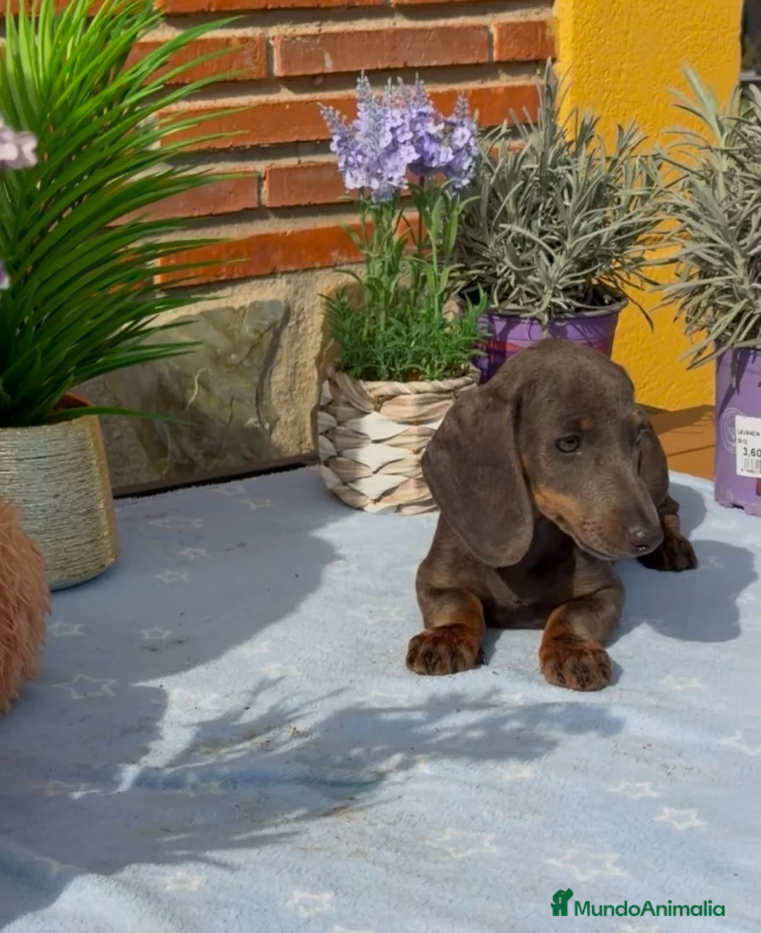 Teckel Miniatura perros en venta: Teckel mini gris - Anuncio 1