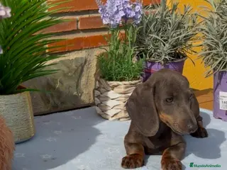 Teckel Miniatura perros Teckel mini gris - Anuncio 2