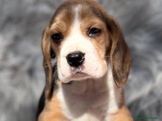 Beagle perros en Barcelona - Anuncio 10