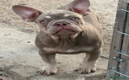 Bulldog Francés perros en venta: Preciosos Bulldog francés  - Imagen 27