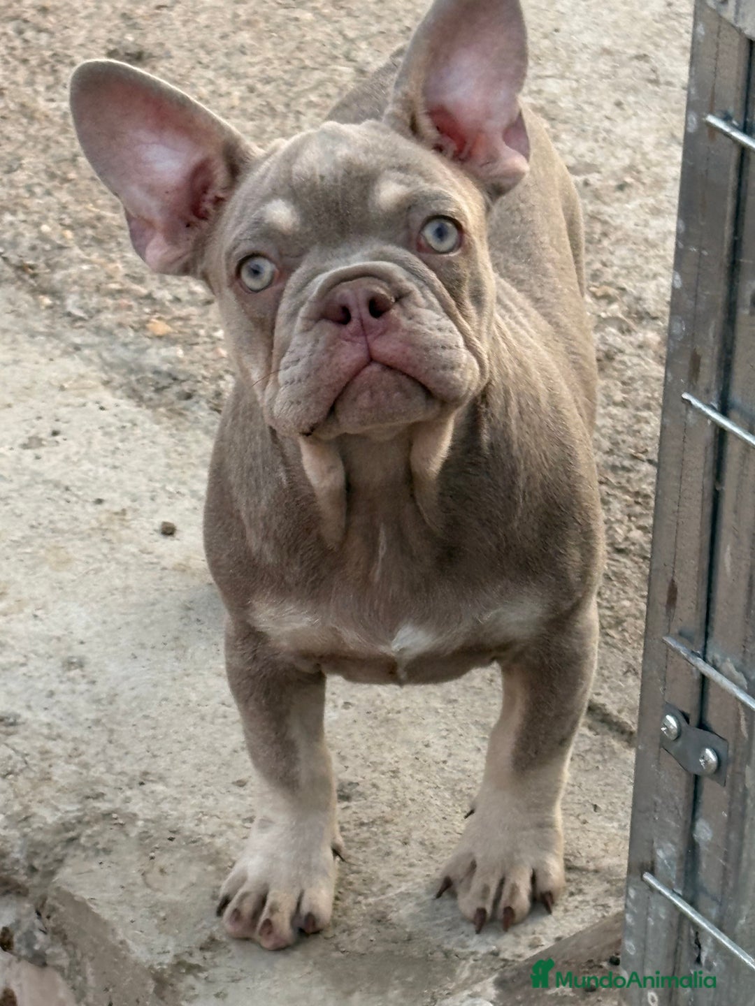 Bulldog Francés perros en venta: Preciosos Bulldog francés  - Imagen 27