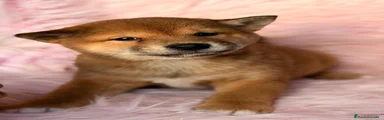 Shiba Inu 3