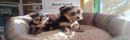 Yorkshire Terrier perros en venta: Cachorros de Yorkshire  - Anuncio 6