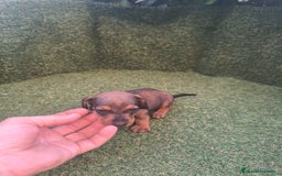 Teckel perros en venta: camada teckel canichen varios colores  - Imagen 3