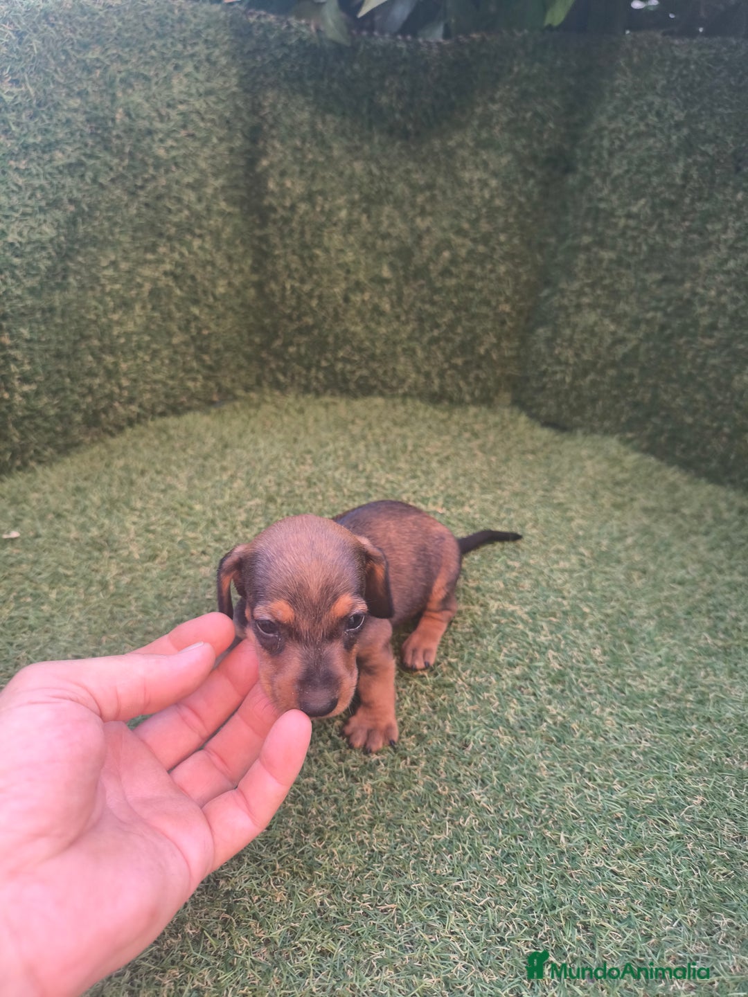 Teckel perros en venta: camada teckel canichen varios colores  - Imagen 3