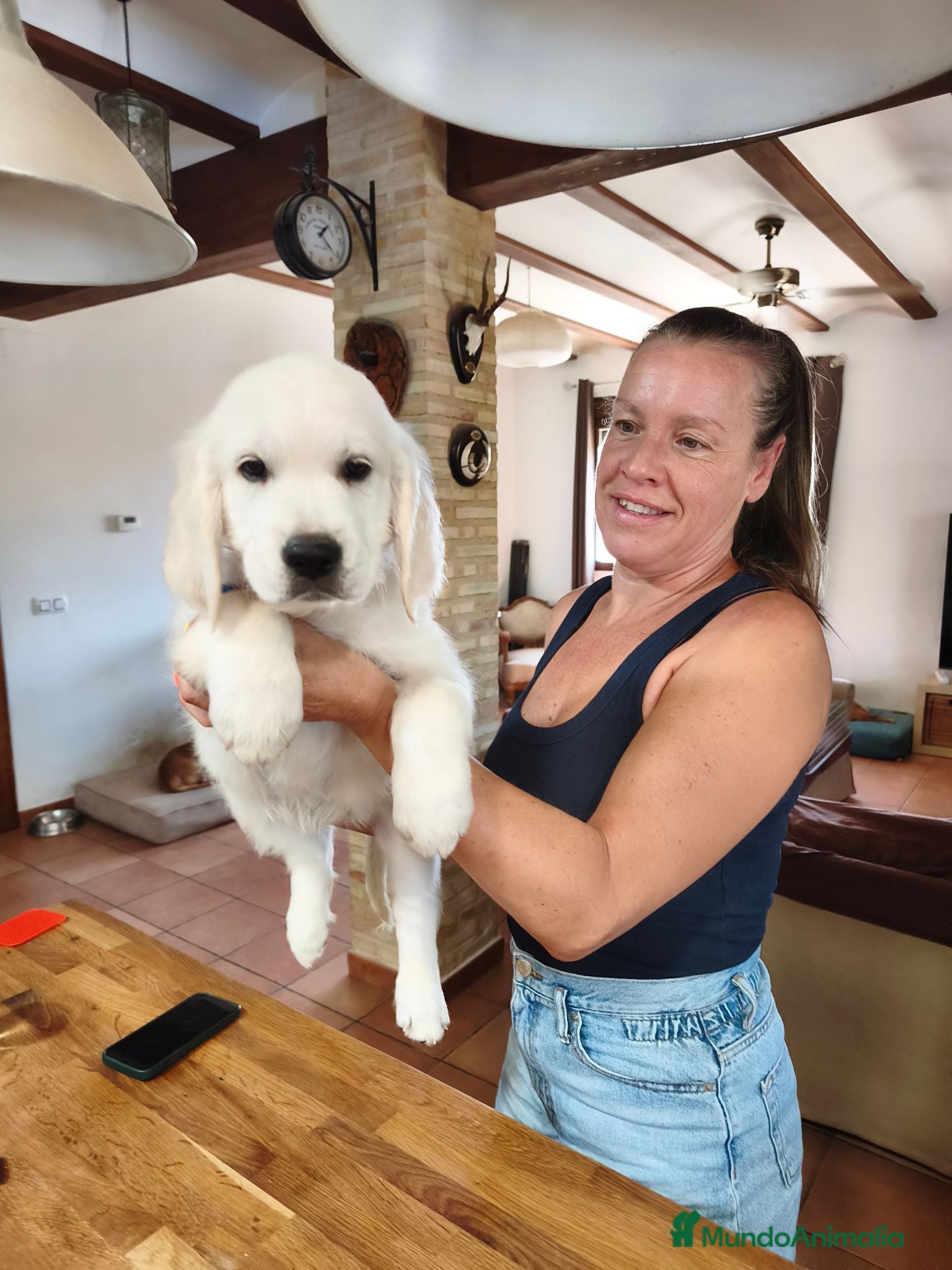 Golden Retriever perros CAMADA GOLDEN RETRIEVER ESPECTACULAR  - Anuncio 1