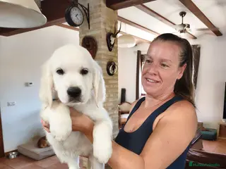 Golden Retriever perros CAMADA GOLDEN RETRIEVER ESPECTACULAR - Anuncio 1