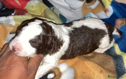 Perro de Agua Español perros en venta: PERRO DE AGUA ESPAÑOL - Anuncio 2