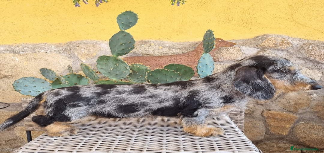 Imagen de galería {{count}}