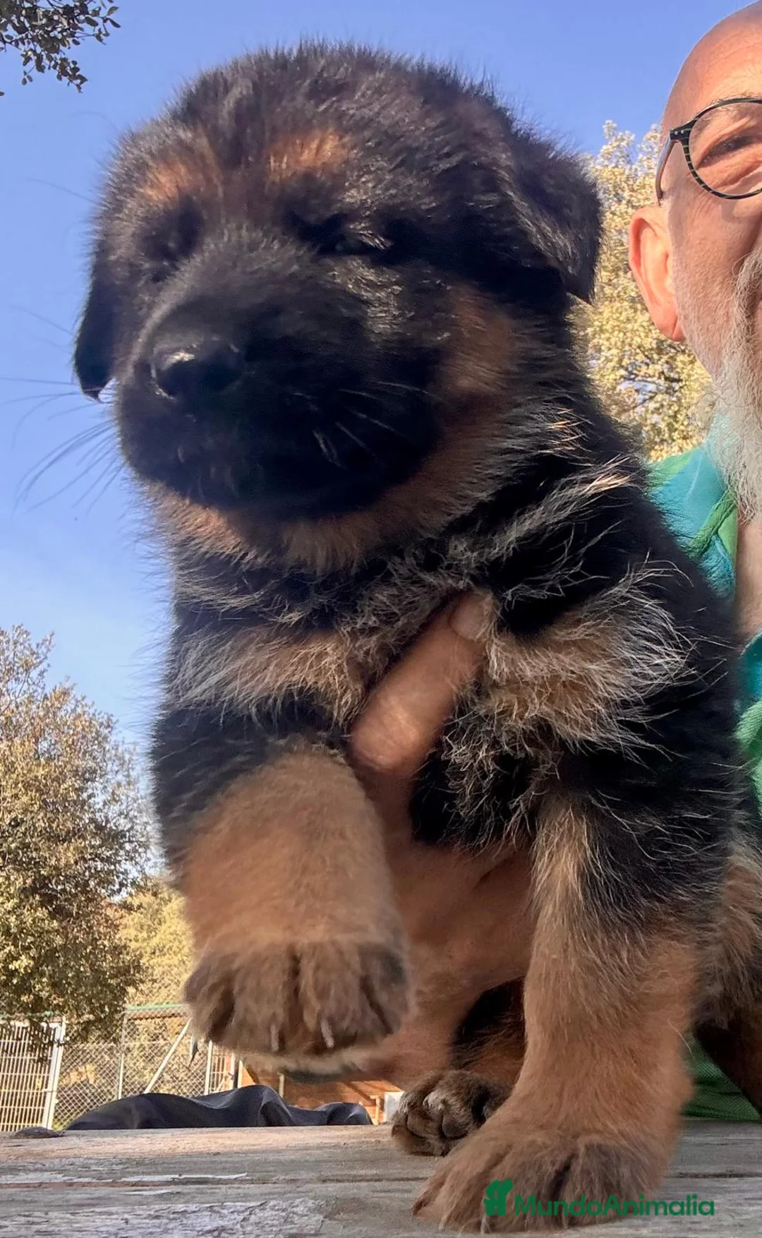 Pastor Alemán perros en venta: pastor alemán belleza  - Anuncio 7