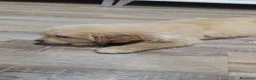 Golden Retriever perros en venta: Golden Retriever  - Anuncio 4