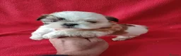 Shih Tzu perros en venta: Shitzhu  - Anuncio 4