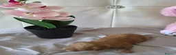Caniche Toy perros en venta: Caniche tácita  - Anuncio 10