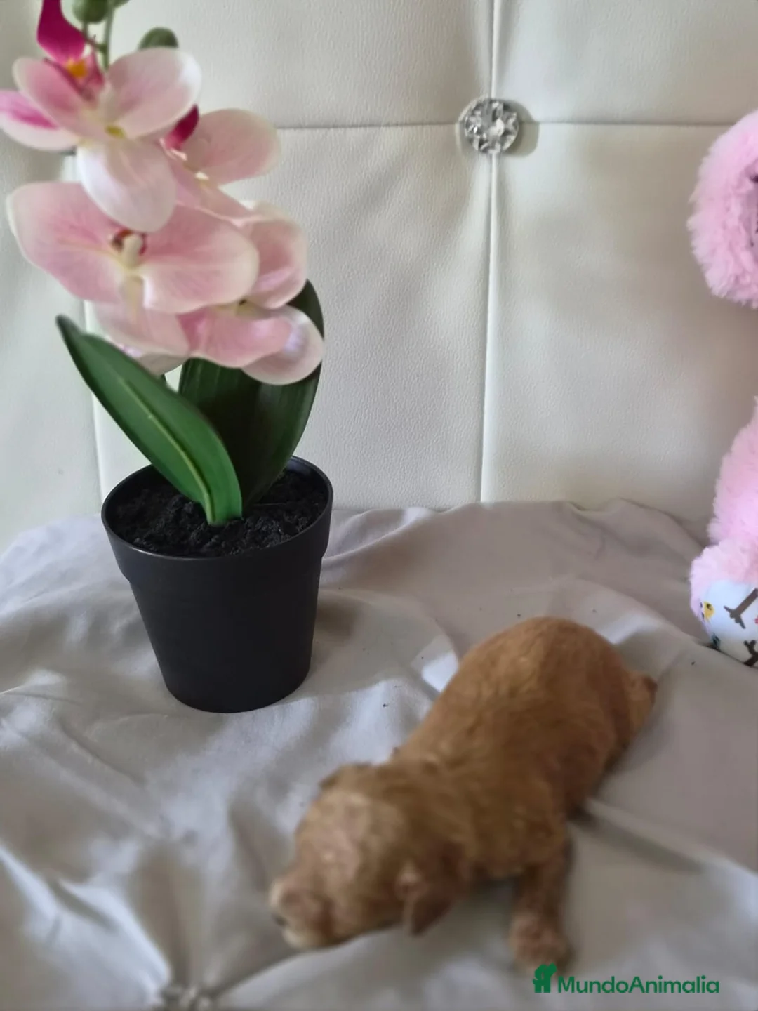Caniche Toy perros en venta: Caniche tácita  - Anuncio 10
