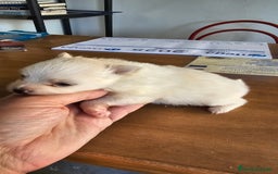 Pomerania perros en venta: Espectaculares Pomerania - Imagen 8