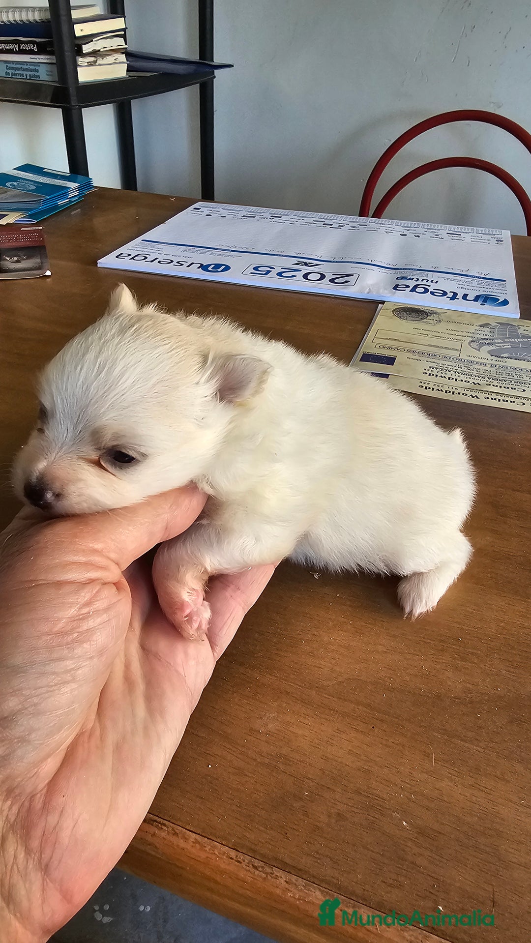 Pomerania perros en venta: Espectaculares Pomerania - Imagen 8