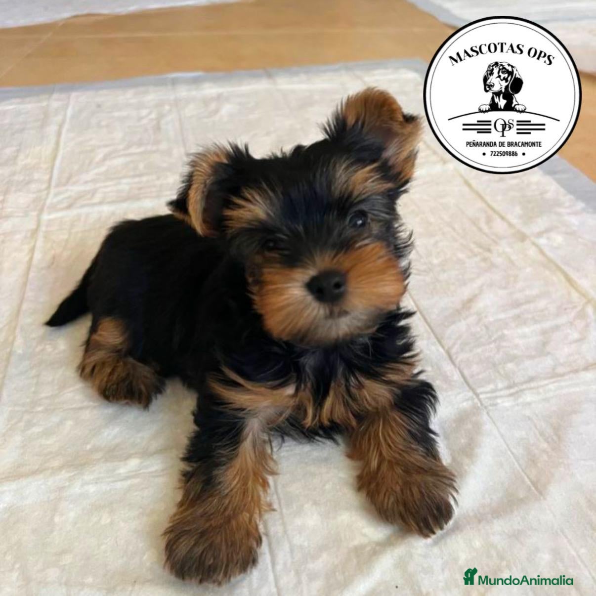 Yorkshire Terrier perros Yorkshire ¡precio real! - Anuncio 15