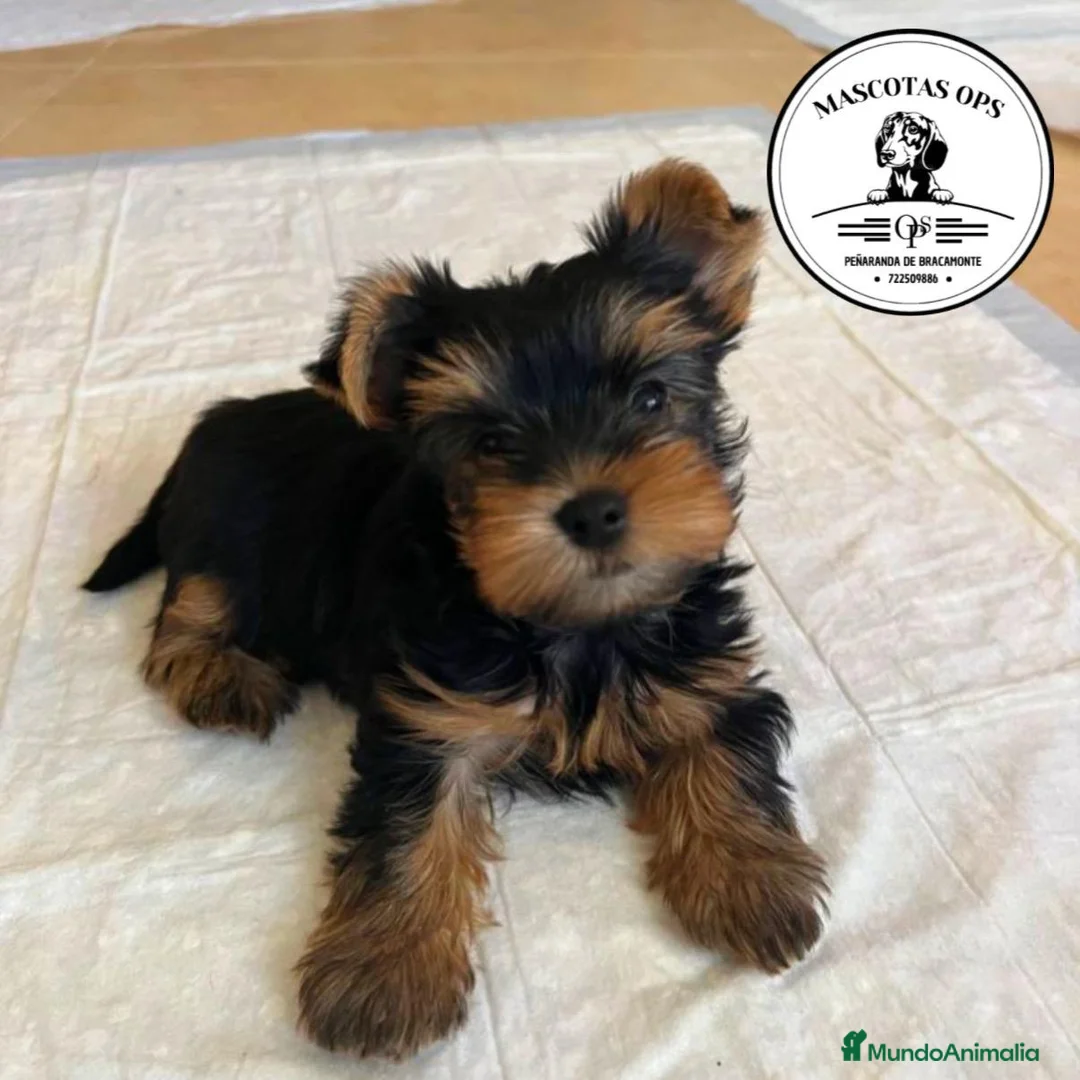Yorkshire Terrier perros en venta: Yorkshire ¡precio real! - Anuncio 1