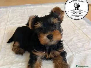 Yorkshire Terrier perros Yorkshire ¡precio real! - Anuncio 15