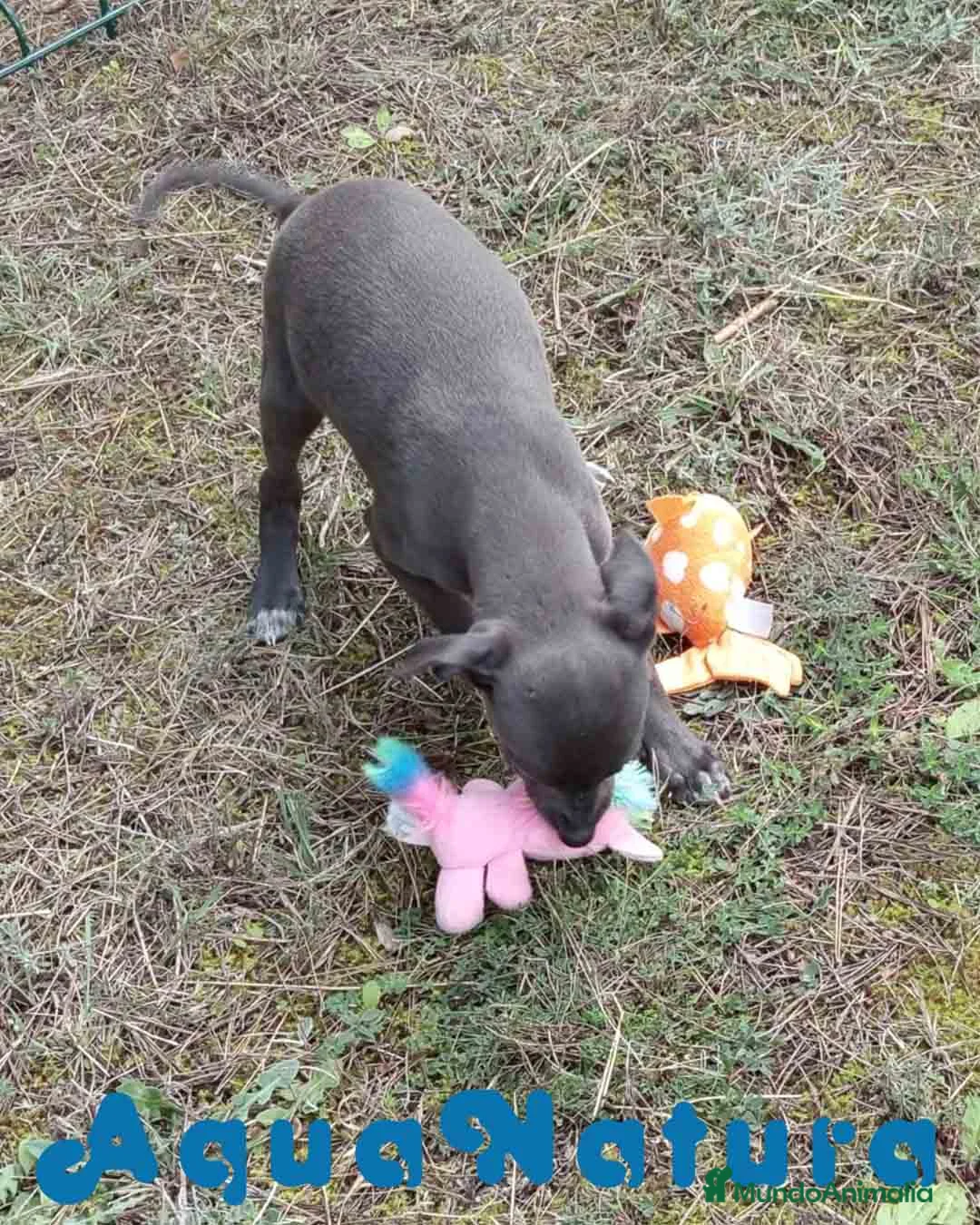 Pequeño Lebrel Italiano perros en venta: Lebrel Italiano Hembra 3 de AB y Omega AQUANATURA - Anuncio 3