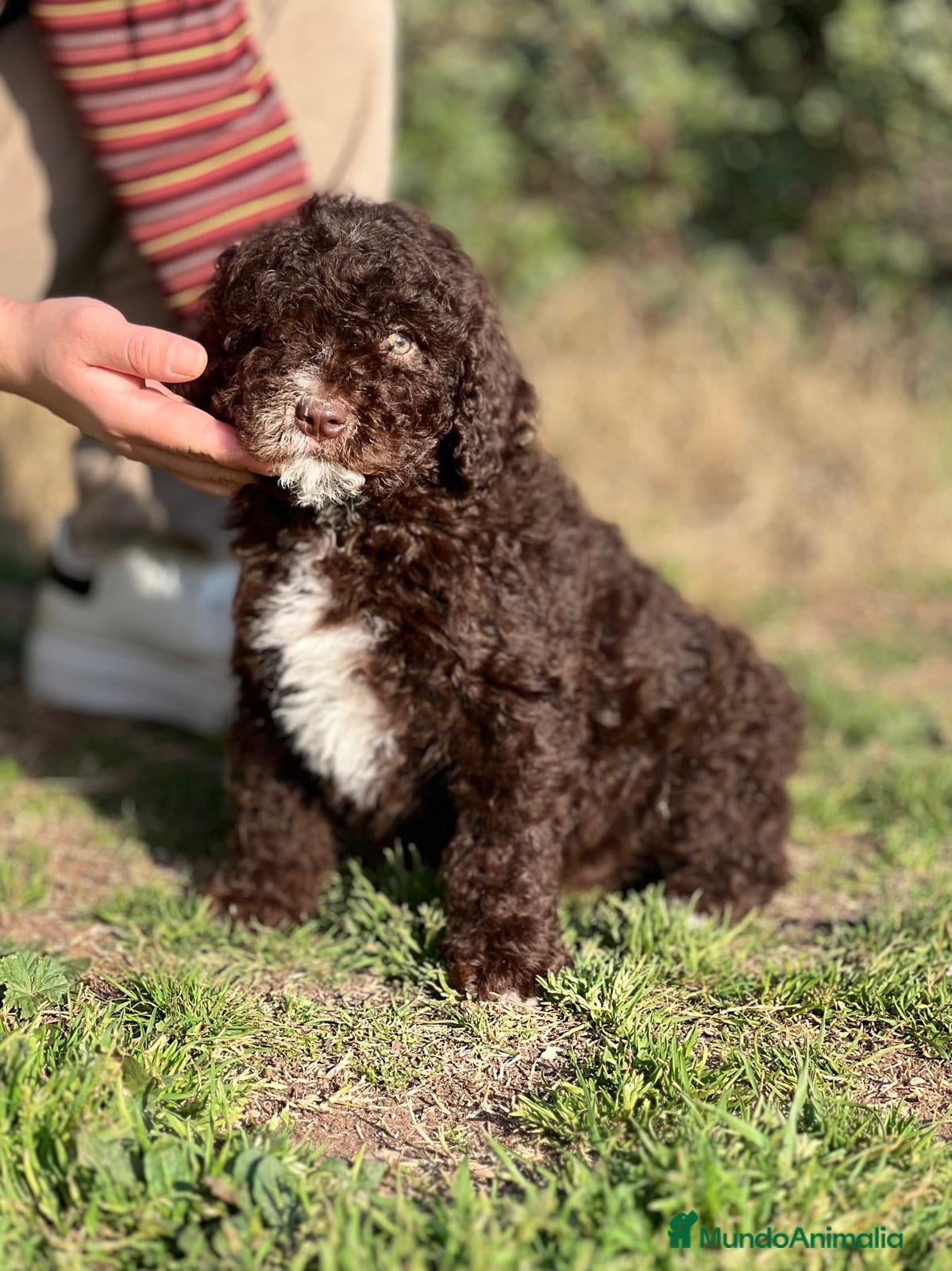 Perro de Agua Español perros PERROS DE AGUA ESPAÑOL HEMBRA en Barcelona - Anuncio 26