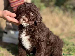 Perro de Agua Español perros PERROS DE AGUA ESPAÑOL HEMBRA en Barcelona - Anuncio 3
