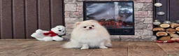 Pomerania perros en venta: Pomerania toy  - Anuncio 10