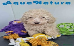 Caniche Toy perros en venta: Caniche Hembra 1746 AQUANATURA - Imagen 7