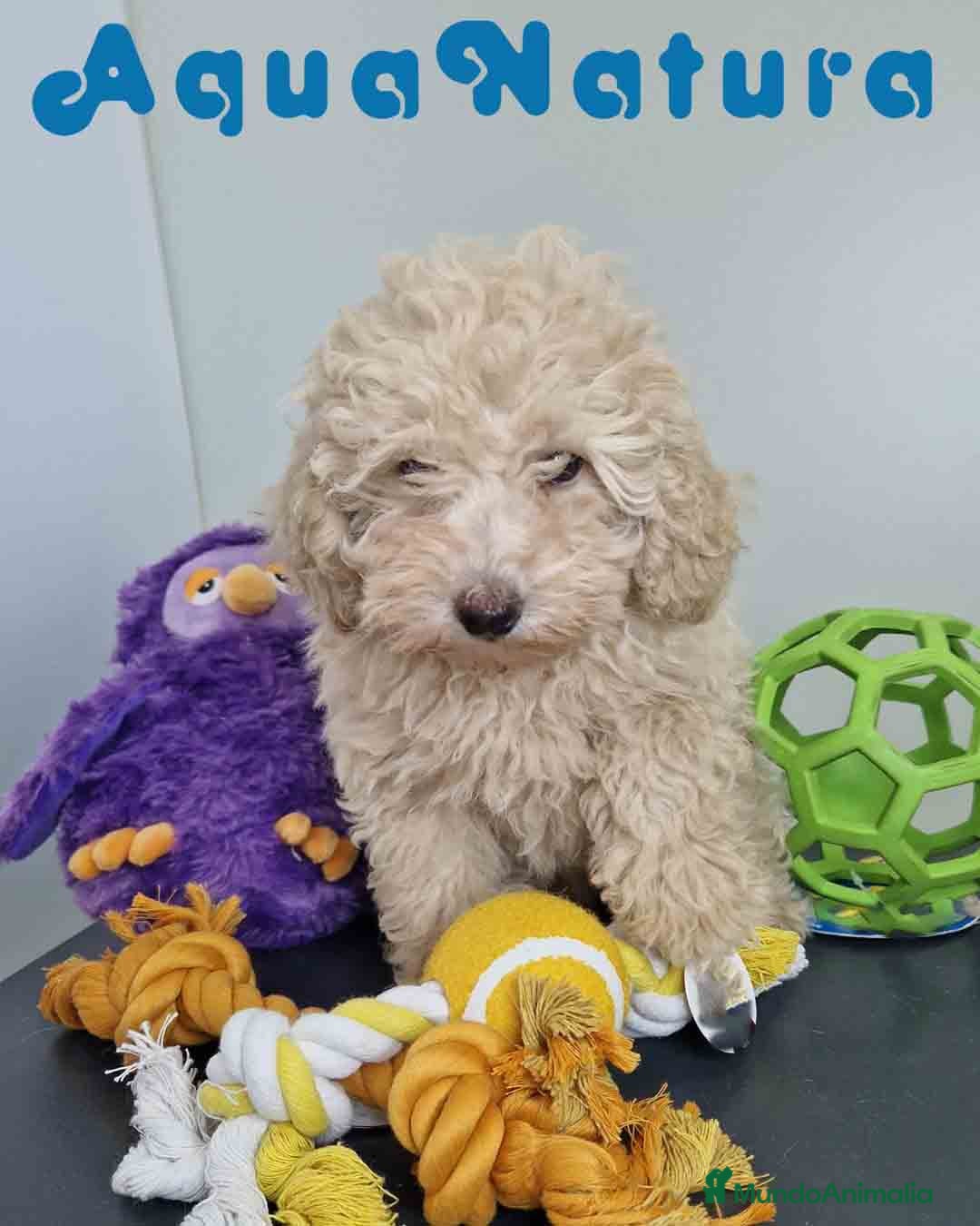 Caniche Toy perros en venta: Caniche Hembra 1746 AQUANATURA - Imagen 7