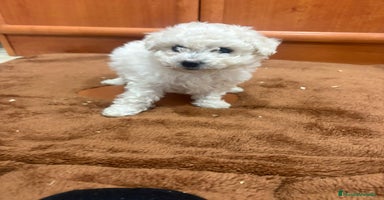 Caniche Toy perros - Anuncio 16