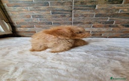 Caniche Toy perros en venta: MACHO CANICHE TOY - Imagen 3