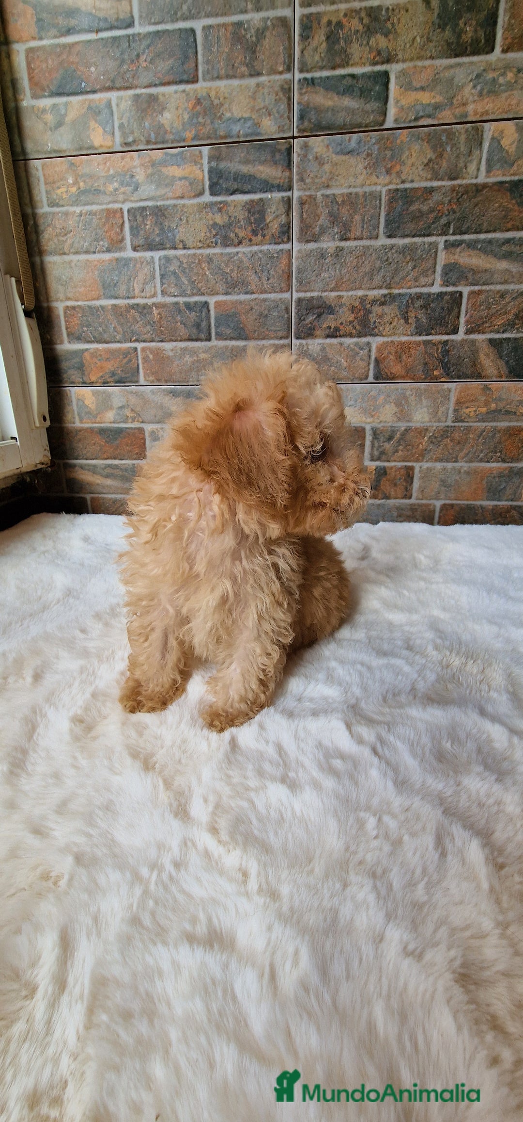 Caniche Toy perros en venta: MACHO CANICHE TOY - Imagen 3