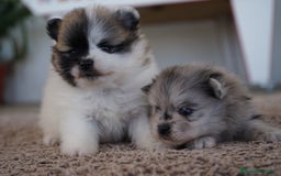 Pomerania perros en venta: 🐾 Prodigy y Roscón – Pomerania especiales 🐾 - Imagen 3