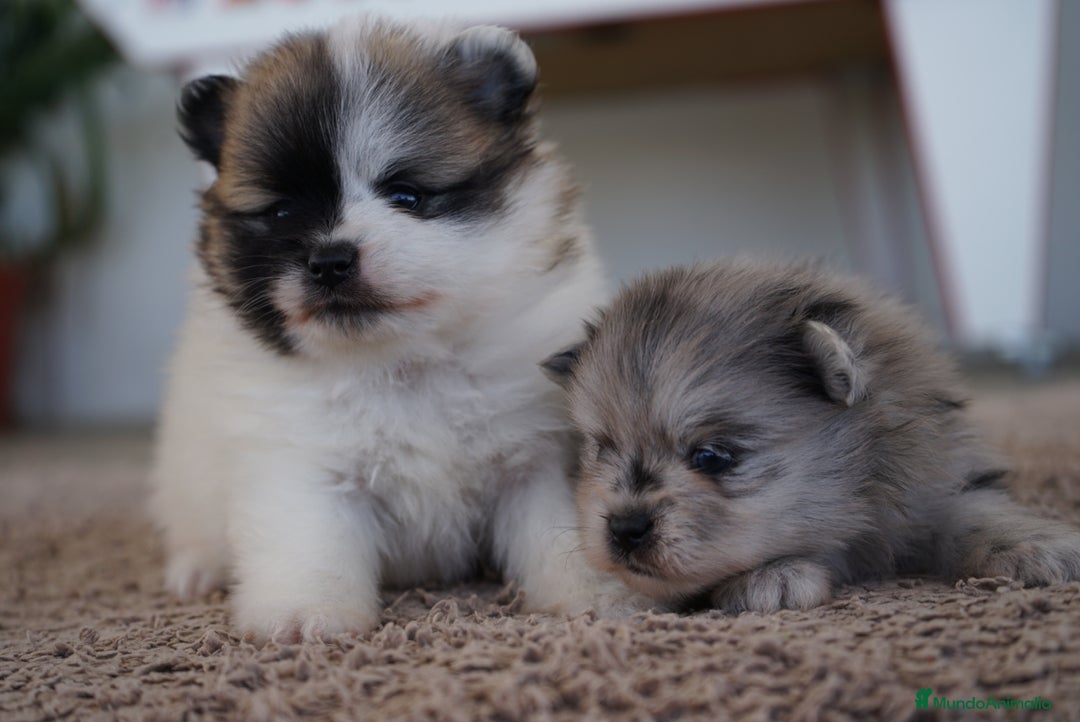 Pomerania perros en venta: 🐾 Prodigy y Roscón – Pomerania especiales 🐾 - Imagen 3