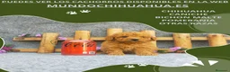 Caniche Toy perros en venta: PRECIOSOS CANICHE  ROJO LINEA TOY   - Anuncio 5