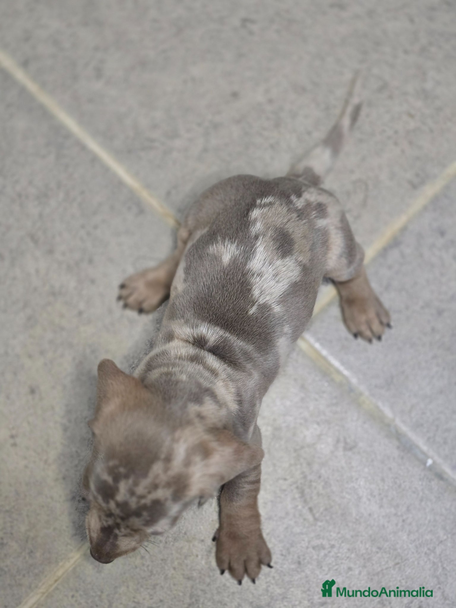 Teckel Miniatura perros en venta: Teckel arlequin isabella - Anuncio 3