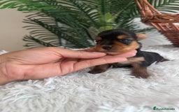 Yorkshire Terrier perros en venta: YORKSHIRE TERRIER - Imagen 7